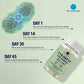 C15 supplement benefits timeline: Day 1 to Day 45 cellular and mitochondrial health support.